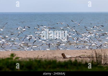 Gregge di gabbiani in partenza sulle rive del lago Michigan Foto Stock