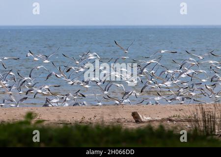 Gregge di gabbiani in partenza sulle rive del lago Michigan Foto Stock