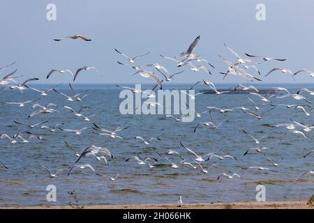Gregge di gabbiani in partenza sulle rive del lago Michigan Foto Stock