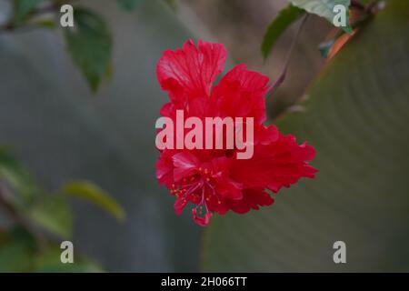 Vista serale naturale del fiore nazionale ufficiale della Malesia Rosso Hibiscus Foto Stock