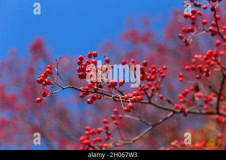 Primo piano del ramo di albero con bacche rosse lucide contro il cielo blu Foto Stock