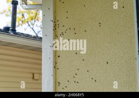 Box Elder bug sciame e infestare il siding di una casa in autunno Foto Stock