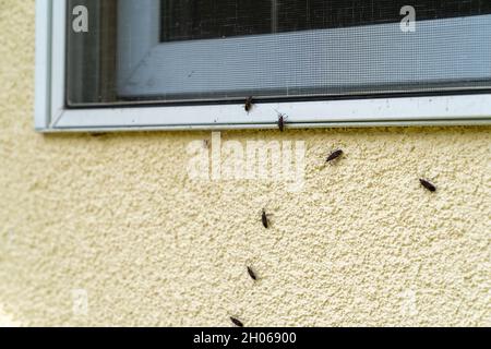 Box Elder bug sciame e infestare il siding di una casa in autunno Foto Stock