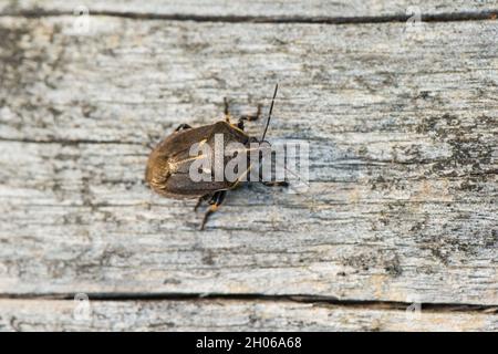 Insetti predatori (Jalla dumosa) Foto Stock