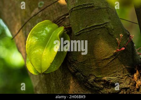 Averrhoa carambola o frutto di stella o Kagranga è anche una buona fonte di potassio, rame, così come folato e acido pantotenico Foto Stock