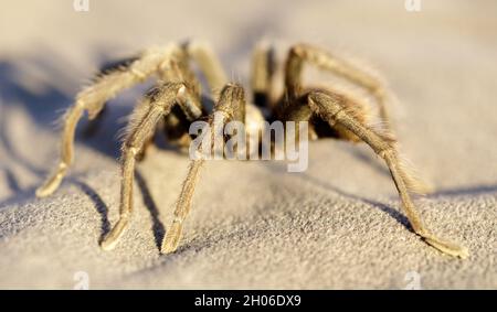 California Tarantula maschio adulto in cerca di una femmina durante la stagione di accoppiamento. Mt Diablo, Contra Costa County, California, USA. Foto Stock