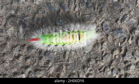 Tussock chiaro MOTH caterpillar (Calliteara pudibunda) bande nere verdi brillanti tra segmenti ciuffi gialli sulla parte superiore anteriore e singolo ciuffo rosso sulla parte posteriore Foto Stock