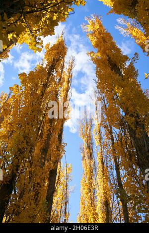 Cime degli alberi viste dal basso con colori autunnali Foto Stock