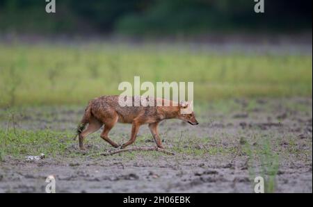 Jackal d'oro (canis aureus) a piedi sul fango accanto al fiume. Fauna selvatica in habitat naturale Foto Stock