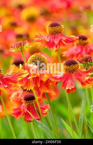 Helenium 'Moerheim Beauty', sneezeweed 'Moerheim Beauty'. Fiori vibranti a metà estate Foto Stock