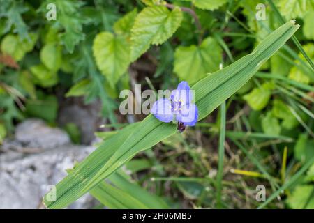 Primo piano di piccoli fiori blu e foglie verdi della pianta di Tradescantia Virginiana, comunemente conosciuta come Virginia spiderwort o BlueJacket in una summe soleggiata Foto Stock