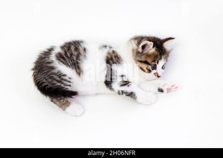 Gattino un mese su sfondo bianco Foto Stock