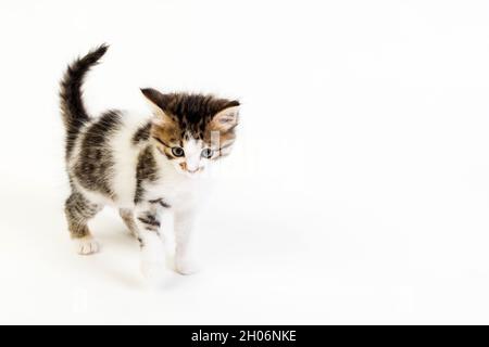 Gattino un mese su sfondo bianco Foto Stock