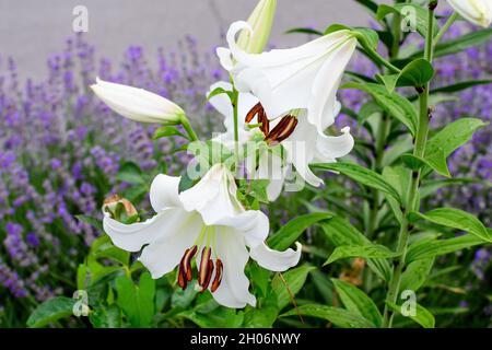 Gruppo di molti grandi fiori bianchi e germogli di Lilium o Lily pianta in un giardino in stile cottage britannico in una giornata estiva soleggiata, bella all'aperto floreale b Foto Stock