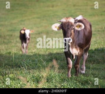 Due mucche svizzere marroni che camminano liberamente sulla prateria. Allevamento tradizionale di bovini da latte Foto Stock