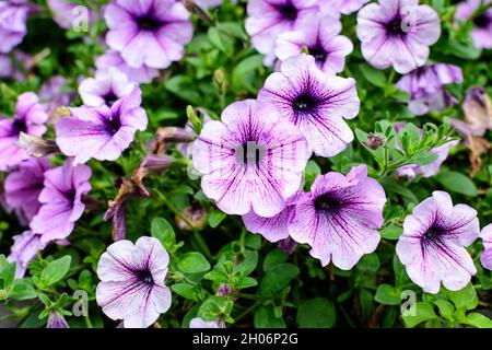 Grande gruppo di vividi fiori di Petunia axillaris viola e bianco e foglie verdi in un vaso giardino in una giornata estiva soleggiata Foto Stock