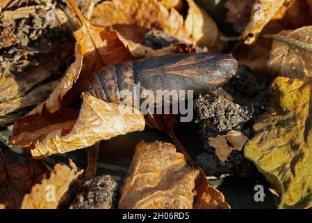 Pupa o crisali di falco elefante falco falce Deilehila elpenor che si sovrappone in foglie morte Cotswold UK Foto Stock