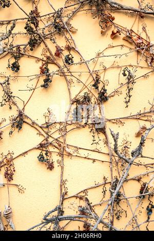 Bacche di uva blu di vitigno rosso selvatico che cresce su un muro giallo di una casa Foto Stock