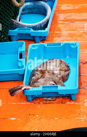 pesce fresco dal mare su una barca Foto Stock