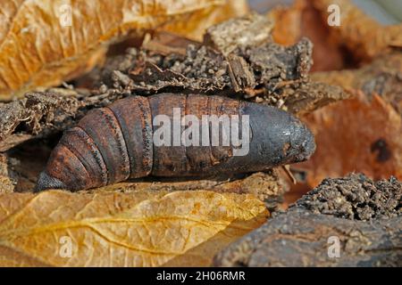 Pupa o crisali di falco elefante falco falce Deilehila elpenor che si sovrappone in foglie morte Cotswold UK Foto Stock