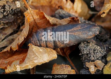 Pupa o crisali di falco elefante falco falce Deilehila elpenor che si sovrappone in foglie morte Cotswold UK Foto Stock