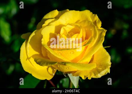 Primo piano di una grande e delicata rosa arancio giallo vivo in piena fioritura e piccole gocce d'acqua in un giardino estivo, alla luce diretta del sole, con sfocatura g Foto Stock