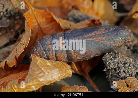 Pupa o crisali di falco elefante falco falce Deilehila elpenor che si sovrappone in foglie morte Cotswold UK Foto Stock