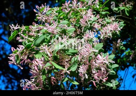 Piccoli fiori freschi loght rosa e foglie verdi su rami di foglia blu miele pianta (nome latino lonicera korolkowii) in un giardino in un SPR soleggiato Foto Stock