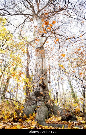 Alto grande albero di acero vecchio con foglie di giallo autunno e radici spesse nella foresta Foto Stock