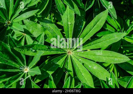 Primo piano di foglie verdi vivide di Lupinus, comunemente noto come lupino o lupino, in piena fioritura e erba verde in un giardino di primavera soleggiato, bellissimo outdoo Foto Stock