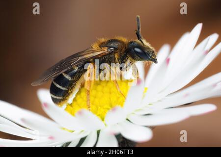 Ape del solco a zampe arancioni (Halictus rubicundus) sulla testa del fiore. Tipperary, Irlanda Foto Stock
