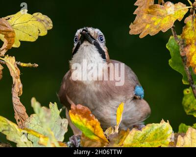 Aberystwyth, Ceredigion, Galles, Regno Unito. 11 ottobre 2021. Una jay è foraging intorno ad una piccola piscina nel sole d'autunno nel mezzo del Galles. Credit: Phil Jones/Alamy Live News Foto Stock