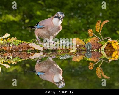 Aberystwyth, Ceredigion, Galles, Regno Unito. 11 ottobre 2021. Una jay è foraging intorno ad una piccola piscina nel sole d'autunno nel mezzo del Galles. Credit: Phil Jones/Alamy Live News Foto Stock