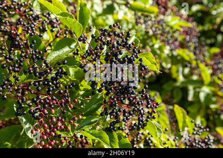 Primo piano di Elderbacche mature, Sambucus, nel mese di settembre Foto Stock