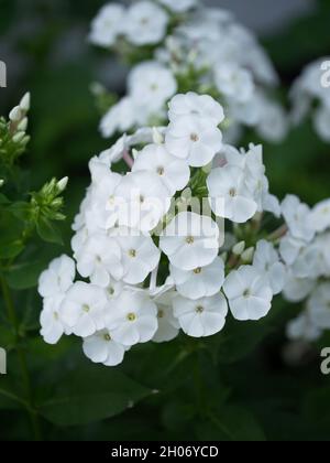 Infiorescenza di fiori di flox bianchi, primo piano. Fiori con petali bianchi. Foto Stock