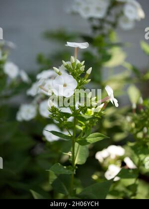 Alcuni fiori di flox bianco, un primo colpo. Foto Stock