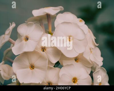 Alcuni fiori phlox bianchi, una foto macro. Fiori bianchi in primo piano. Foto Stock