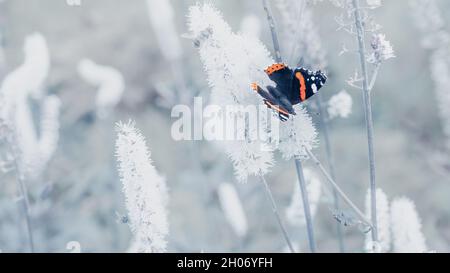 Una sola farfalla ammiraglio rossa sullo sfondo di fiori bianchi Foto Stock