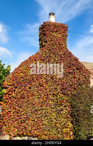 Ivy che copre una parete di fondo di una casa a Fife Foto Stock
