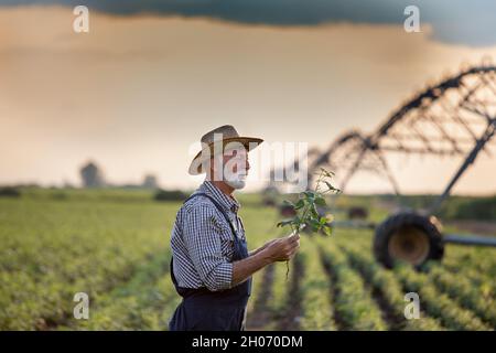 Coltivatore maturo con cappello di paglia che esamina piante in campo di fronte al sistema di irrigazione Foto Stock