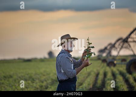 Coltivatore maturo con cappello di paglia che esamina piante in campo di fronte al sistema di irrigazione Foto Stock