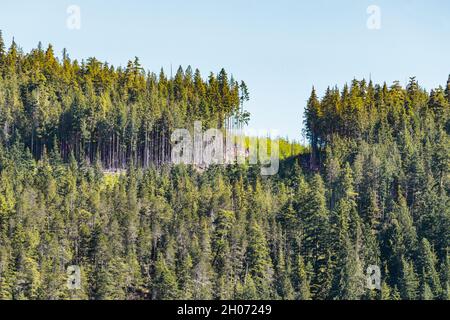 La barra di taglio dal recentissimo taglio netto si trova accanto ad un taglio libero tra due sezioni ancora boschive in cima ad una collina nella British Columbia costiera. Foto Stock