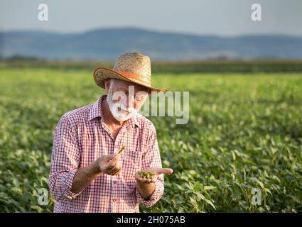 Coltivatore maturo che tiene i baccelli verdi in campo di soia in estate ora Foto Stock