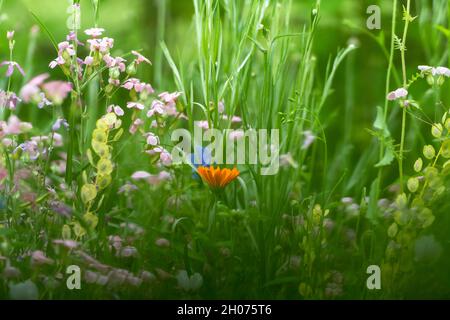 singolo fiore di calendula arancione tra il giardino della fauna selvatica Foto Stock