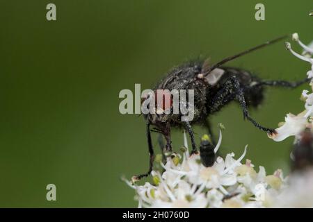 macro scatto di volare su fiore Foto Stock