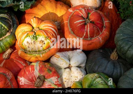 Zucche e gourds colorati in mostra al giardino RHS Wisley a Woking, Surrey, Regno Unito, fotografato in una giornata di sole autunno. Foto Stock