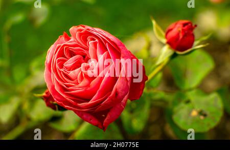 Rose, un fiore che rappresenta l'amore, la cura e il legame. Buona comunicazione Foto Stock