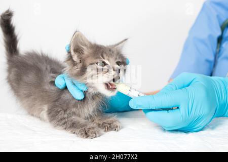 Il veterinario dà al gattino una cura per i vermi. Prevenzione e trattamento dei gatti, clinica veterinaria. Foto Stock