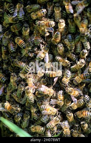 Ape del miele occidentale (Apis mellifera) sciame Foto Stock