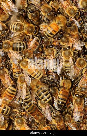 Ape del miele occidentale (Apis mellifera) sciame Foto Stock